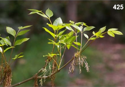 白蜡树